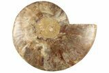 6.2" Cut & Polished Ammonite Fossil (Half) - Madagascar - #187357-1